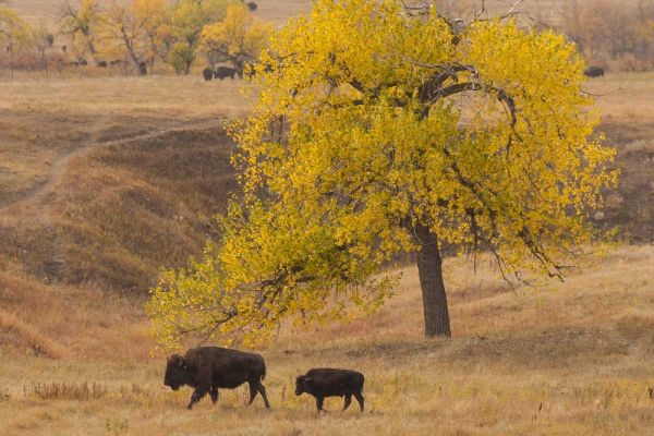 South Dakota, Custer SP Bison mother and calf